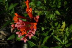 Bouvardia ternifolia