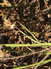 Baccharis malibuensis