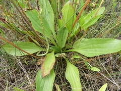 Plantago eriopoda