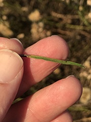 Baccharis malibuensis