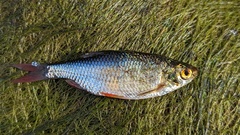 Scardinius erythrophthalmus
