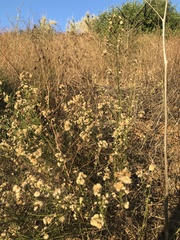 Baccharis malibuensis