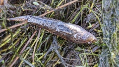 Proterorhinus semilunaris