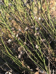 Baccharis malibuensis