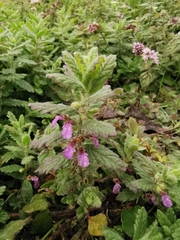 Teucrium scordium