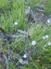 Stellaria longipes