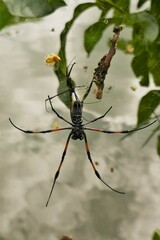 Trichonephila inaurata