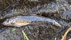 Proterorhinus semilunaris