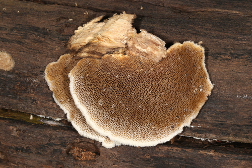 Coriolopsis trogii