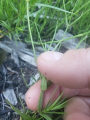 Stellaria longipes