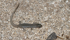 Xantusia vigilis