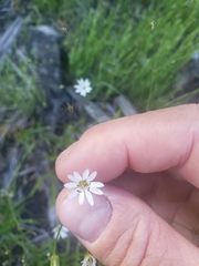 Stellaria longipes