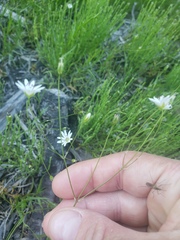 Stellaria longipes