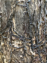 Armillaria
