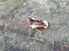 Beauveria bassiana