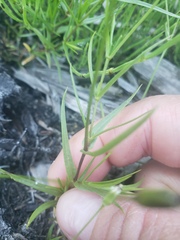 Stellaria longipes