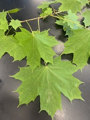 Acer platanoides