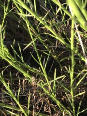 Baccharis malibuensis