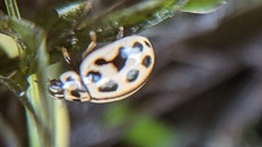 Tytthaspis sedecimpunctata