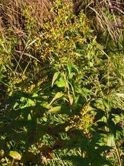Solidago canadensis