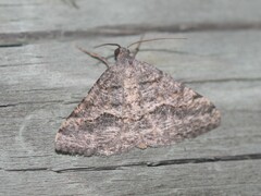 Frederickia s-signata