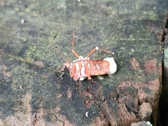 Beauveria bassiana