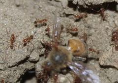 Pheidole hyatti