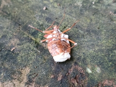 Beauveria bassiana