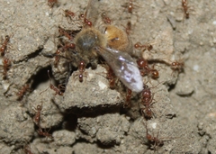 Pheidole hyatti
