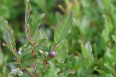Vaccinium