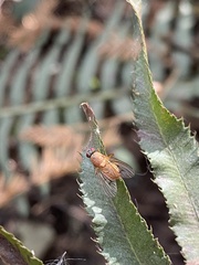 Muscoidea