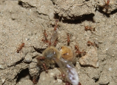 Pheidole hyatti