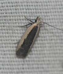 Dichomeris serrativittella