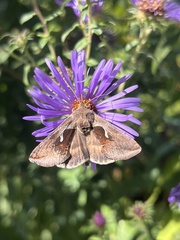 Anagrapha falcifera