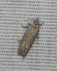 Eucosma argutipunctana