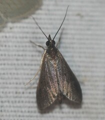 Pyrausta demantrialis