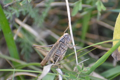 Platycleis albopunctata