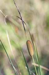 Typha laxmannii