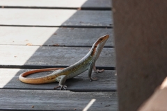 Trachylepis margaritifera