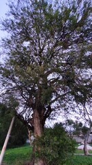 Prosopis pallida