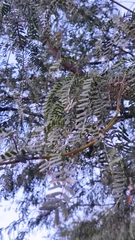 Prosopis pallida