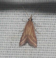 Microtheoris ophionalis