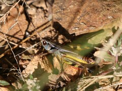 Boopedon flaviventris