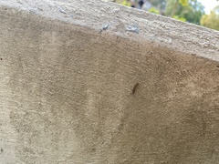 Hypena scabra