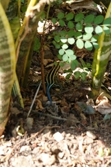 Trachylepis margaritifera