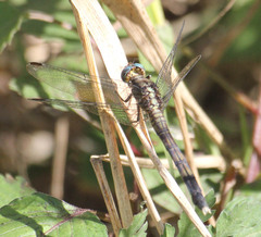 Orthetrum julia