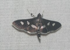 Desmia subdivisalis