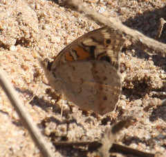 Junonia orithya