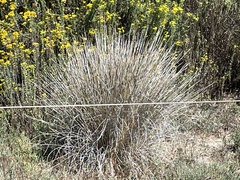Juncus acutus
