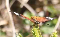 Acraea encedon
